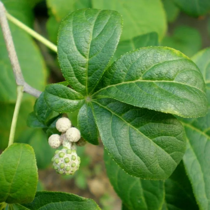 Eleutherococcus senticosus | Gingseng de Sibérie [CI WU JIA] (Plant) - Saldi Straordinari – Offerte Speciali Disponibili Adesso - Flower