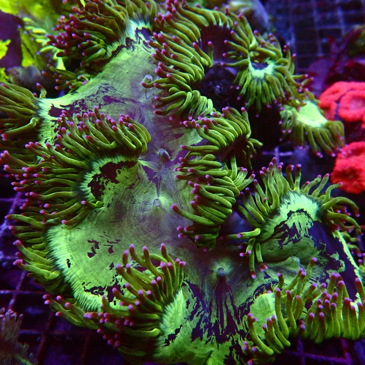 Elegance Coral - Saldi Straordinari – Offerte Speciali Disponibili Adesso Accueil - Elegance Gel France