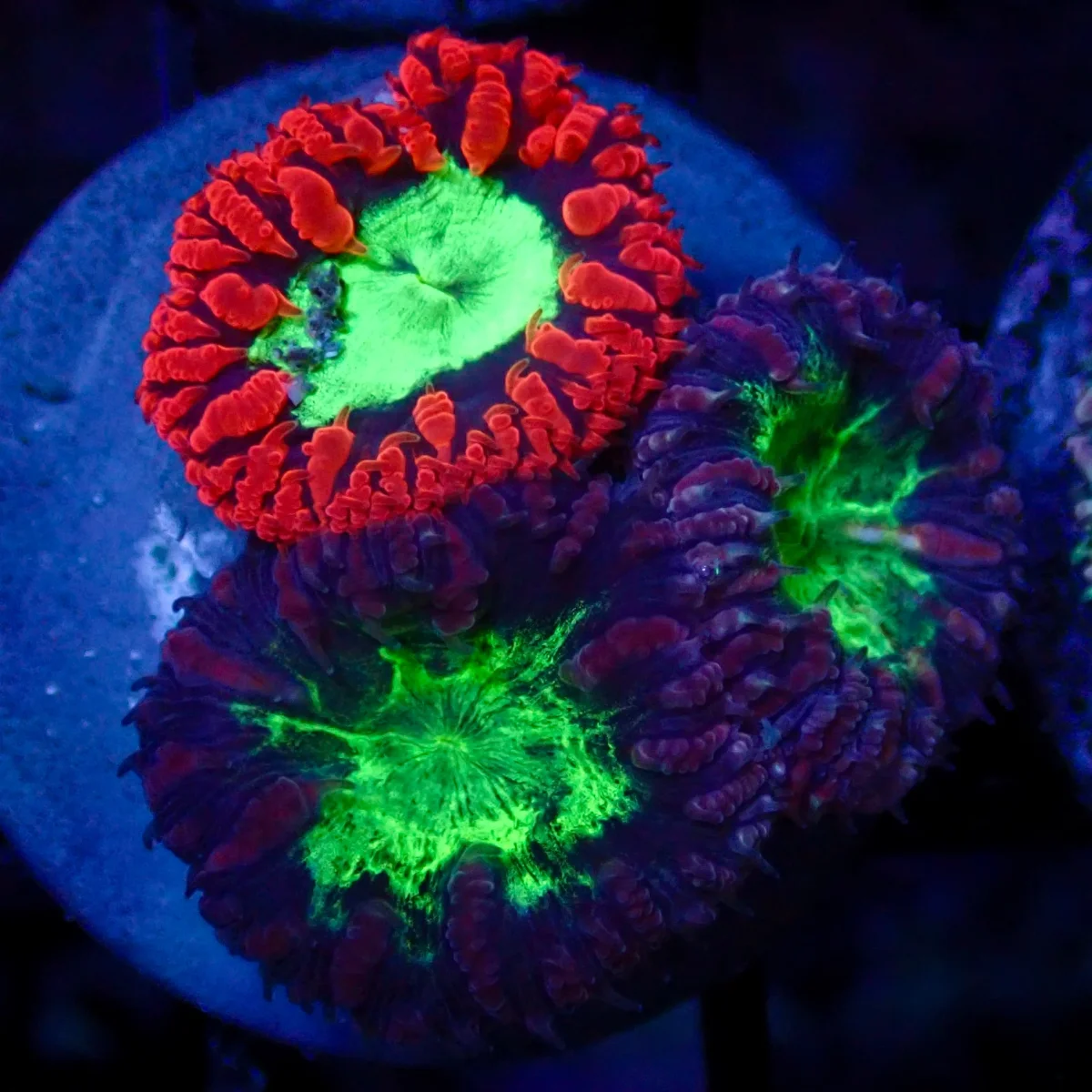 Blastomussa Wellsi WYSIWYG - Saldi Straordinari – Offerte Speciali Disponibili Adesso - Corals