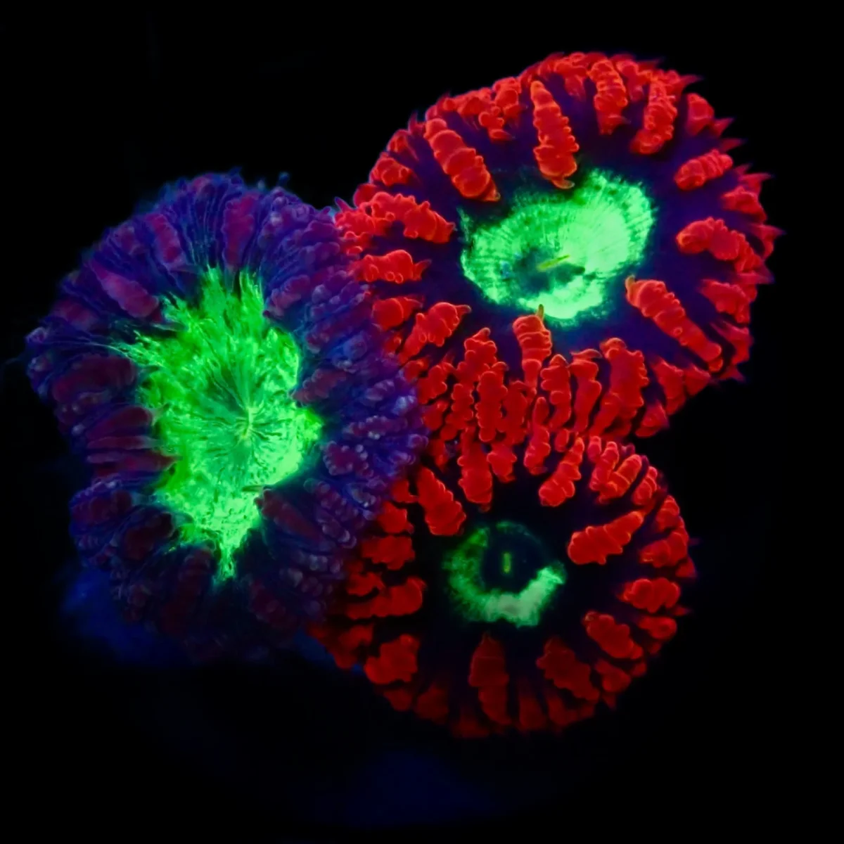 Blastomussa Wellsi WYSIWYG - Saldi Straordinari – Offerte Speciali Disponibili Adesso Blastomussa Wellsi Ultra Rood | In Blastomus | Corals