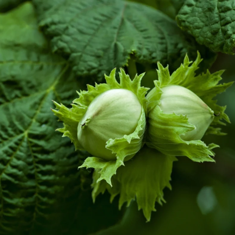 Noisette Corylus avellana Huile végétale Saldi Straordinari Offerte Speciali Disponibili Adesso