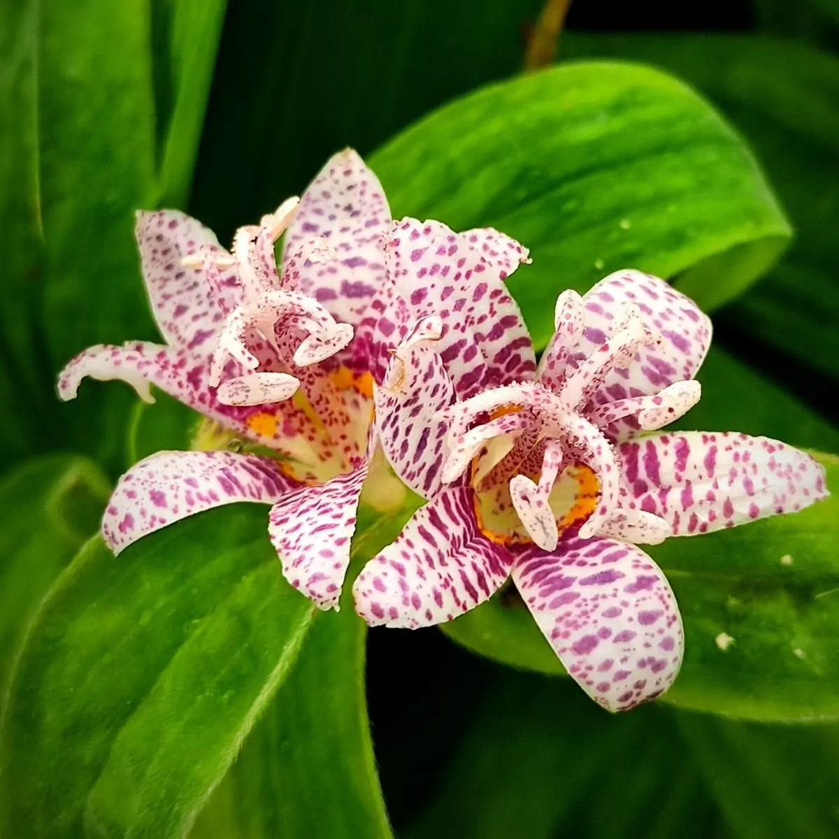 Tricyrtis hirta ‘Miyazaki’ | Lys orchidée (Plant) - Saldi Straordinari – Offerte Speciali Disponibili Adesso Choose the Perfect Plant with Big Data | College of Agriculture and Life  Sciences