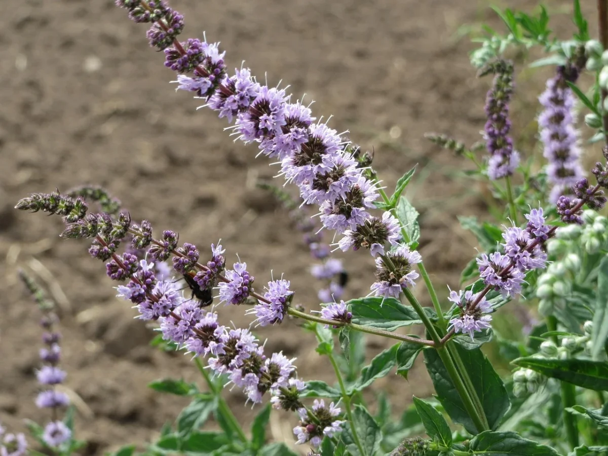 Teinture Menthe douce (Mentha spicata) 50 ml. - Saldi Straordinari – Offerte Speciali Disponibili Adesso Menthe verte Mentha spicata