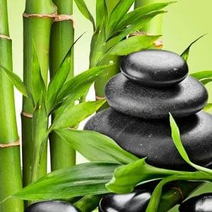 Zesty Bamboo Fragrance mls Saldi Straordinari Offerte Speciali Disponibili Adesso