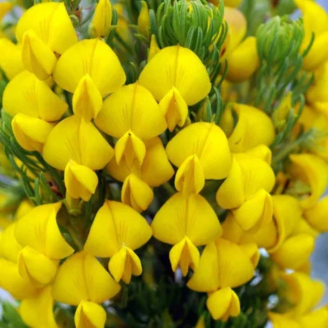 Fragrance Bulk Honey Bush mls Saldi Straordinari Offerte Speciali Disponibili Adesso
