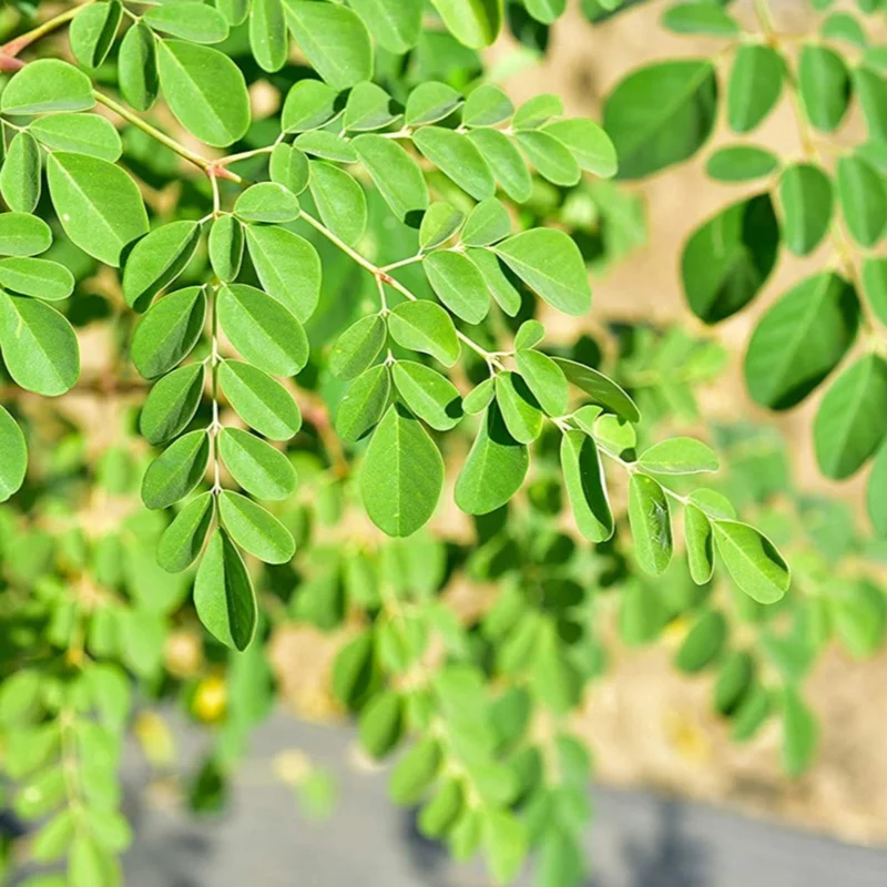 Moringa Oil, Virgin Para Unrefined - Saldi Straordinari – Offerte Speciali Disponibili Adesso
